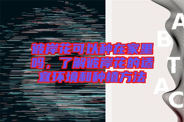彼岸花可以種在家里嗎，了解彼岸花的適宜環(huán)境和種植方法