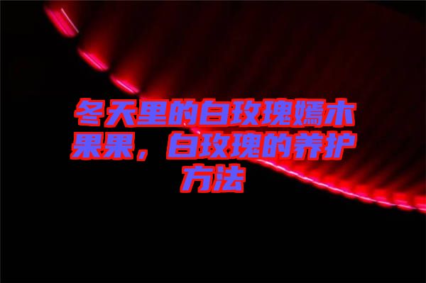 冬天里的白玫瑰嫣木果果，白玫瑰的養(yǎng)護方法