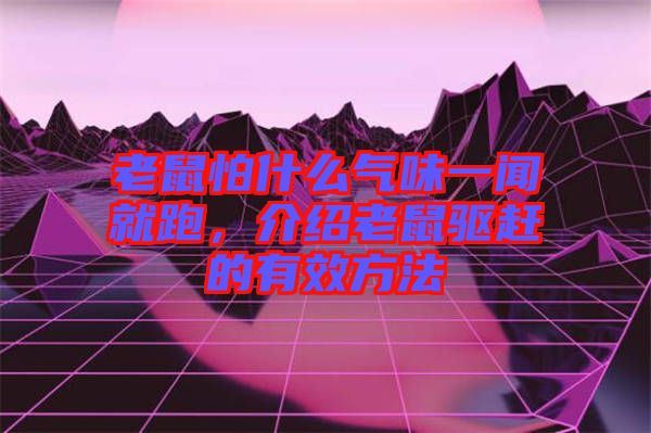 老鼠怕什么氣味一聞就跑，介紹老鼠驅趕的有效方法