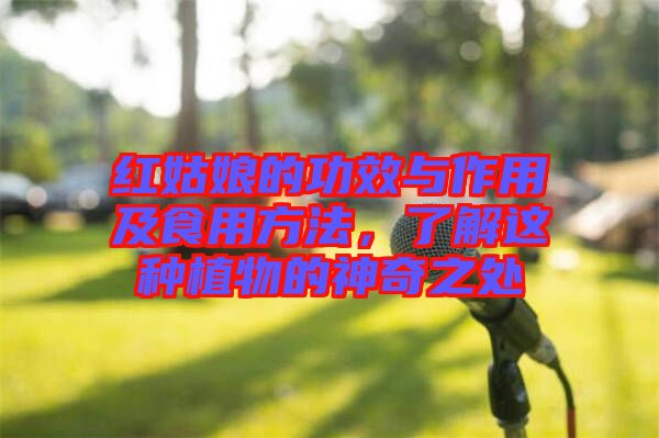 紅姑娘的功效與作用及食用方法，了解這種植物的神奇之處