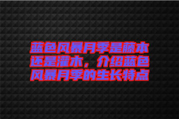 藍(lán)色風(fēng)暴月季是藤本還是灌木，介紹藍(lán)色風(fēng)暴月季的生長(zhǎng)特點(diǎn)