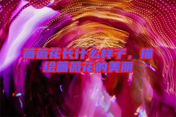 薔薇花長(zhǎng)什么樣子，描繪薔薇花的美麗